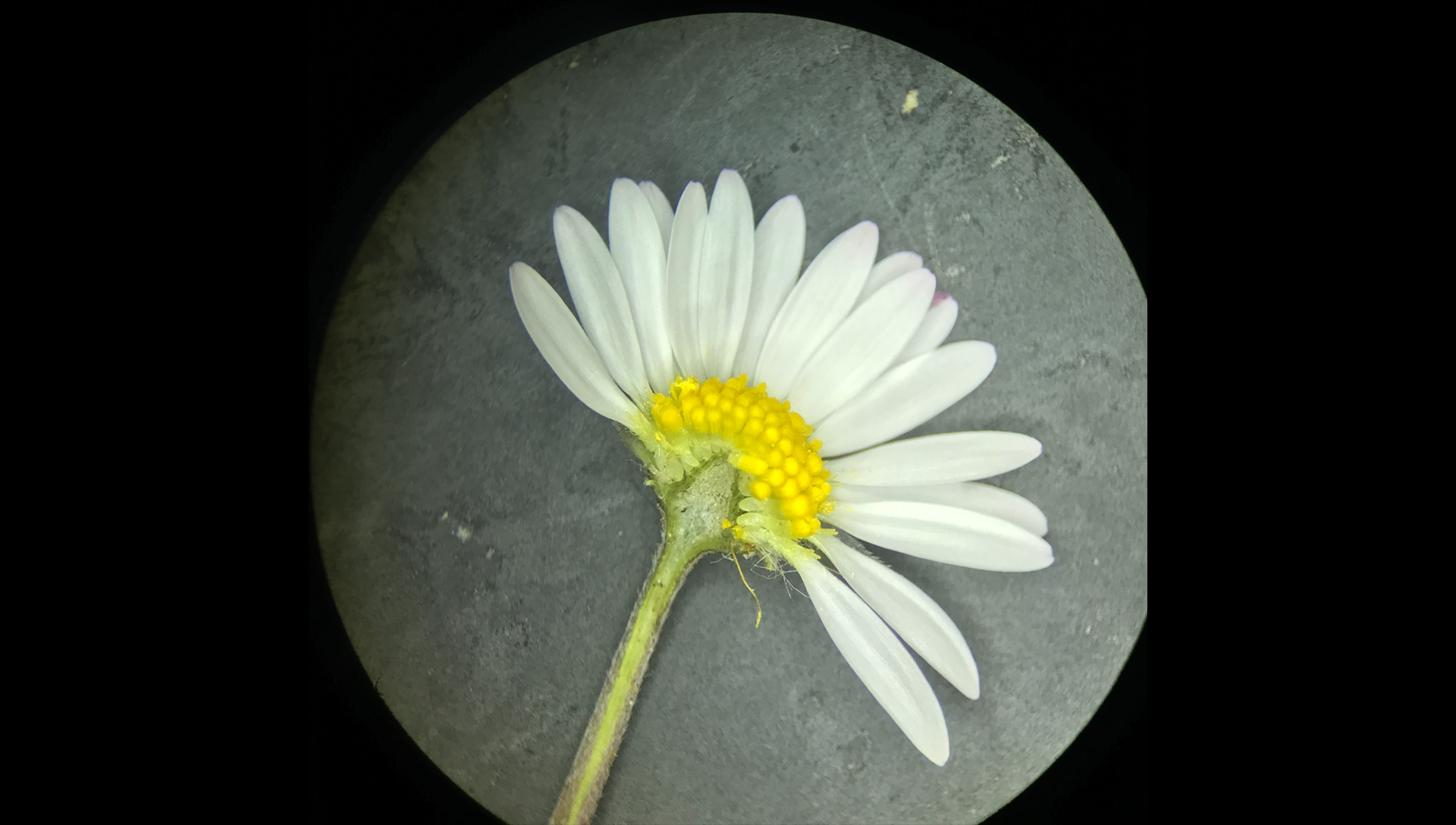 Gänseblümchen (Bellis perennis)
