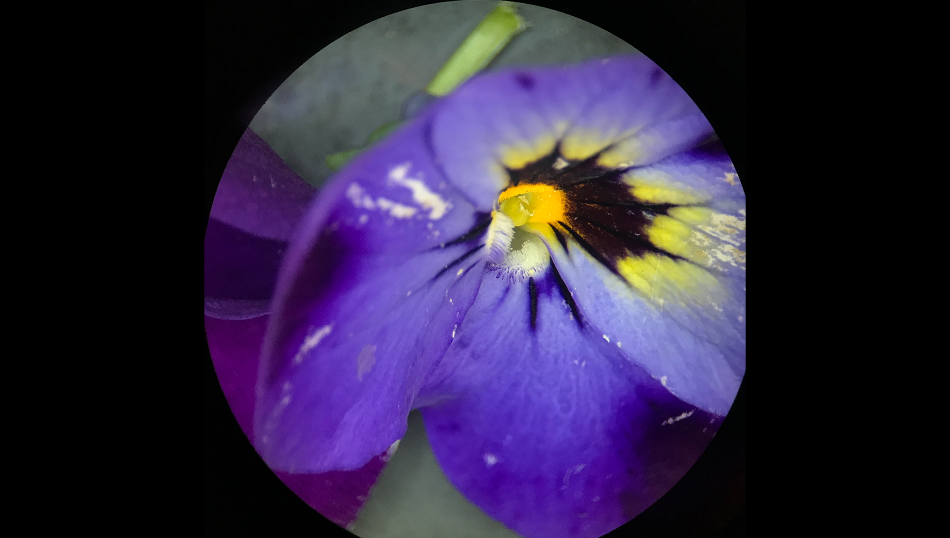 Hornveilchen (Viola cornuta)