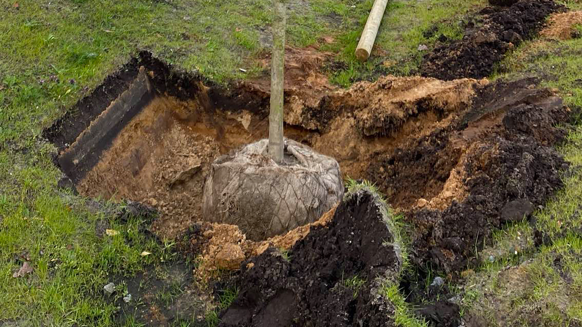 Baum wird in das Loch gerade eingesetzt