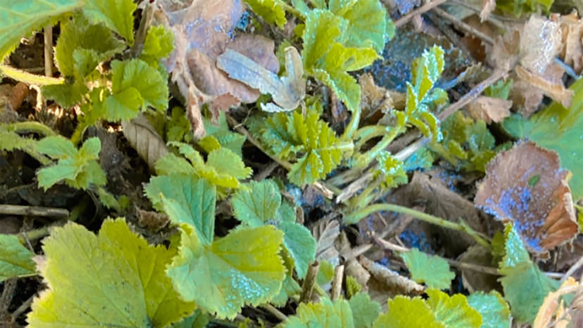 Die Wachstumsphase bei Unkraut ist zwischen Mai und August am intensivsten