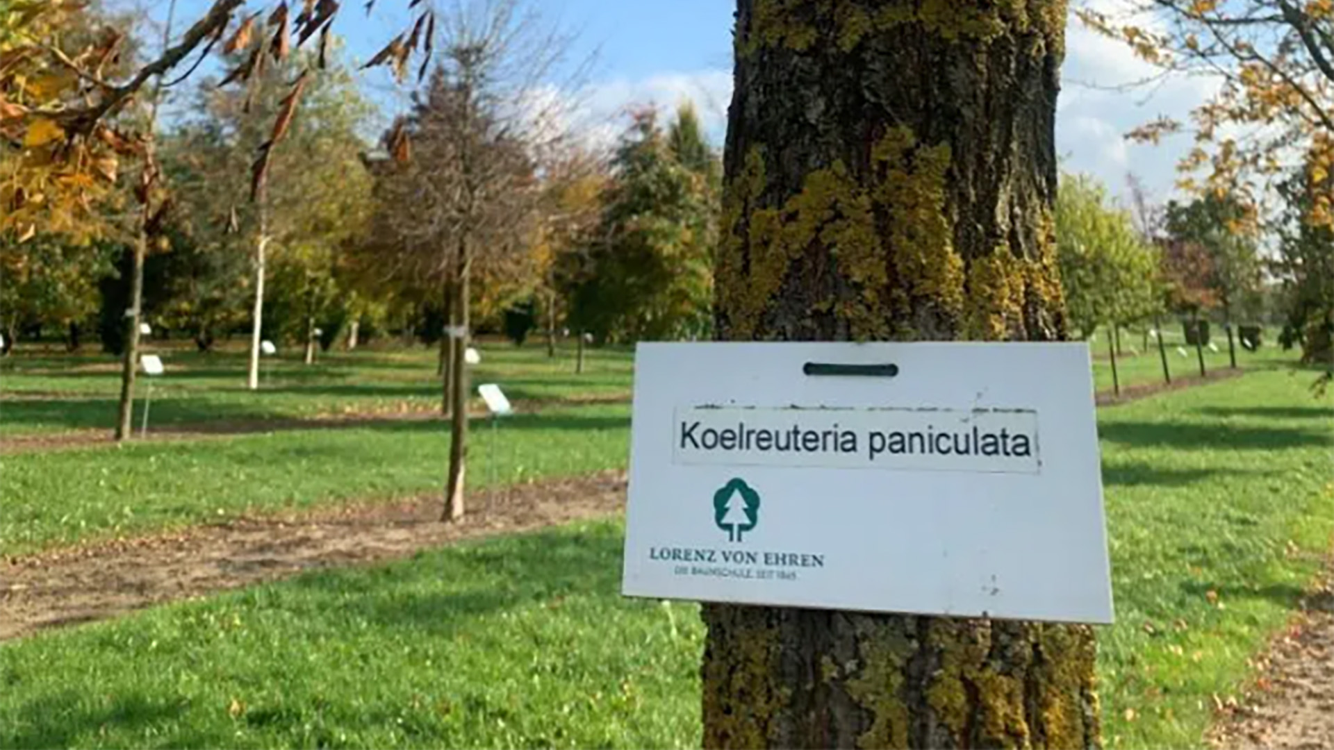 Koelreuteria paniculata