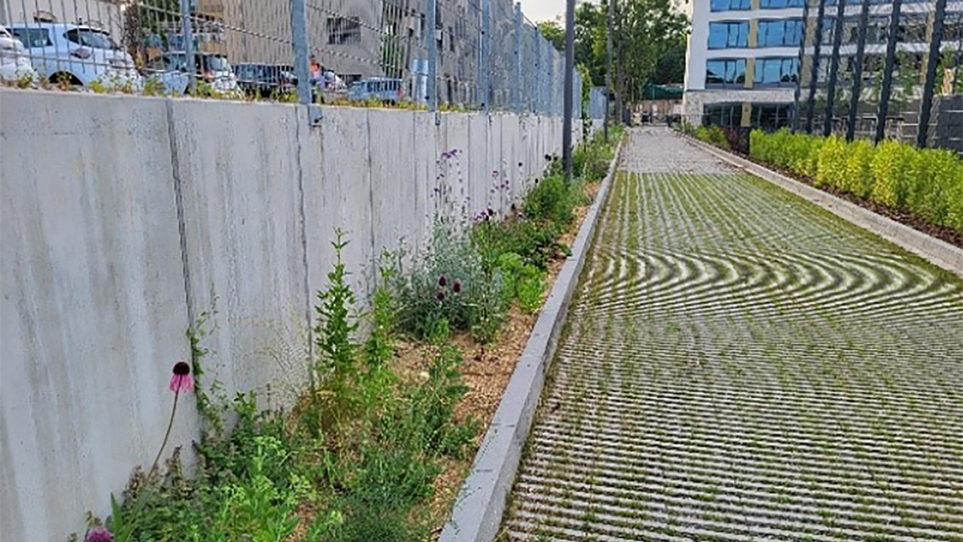Staudenpflanzung am Wegrand