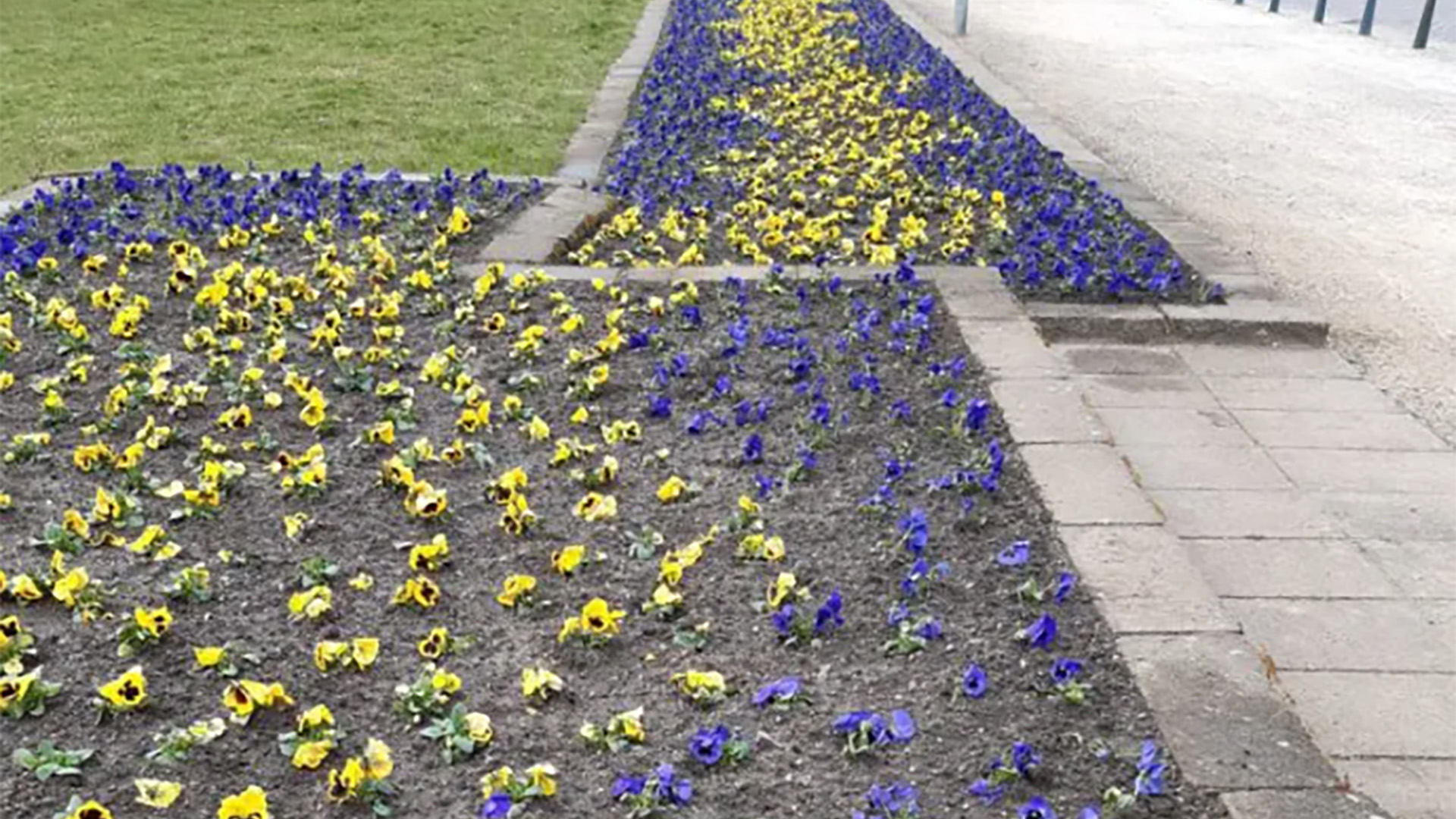 Stiefmütterchen (Viola x wittrockiana 'Riesen Vorboten Blau')