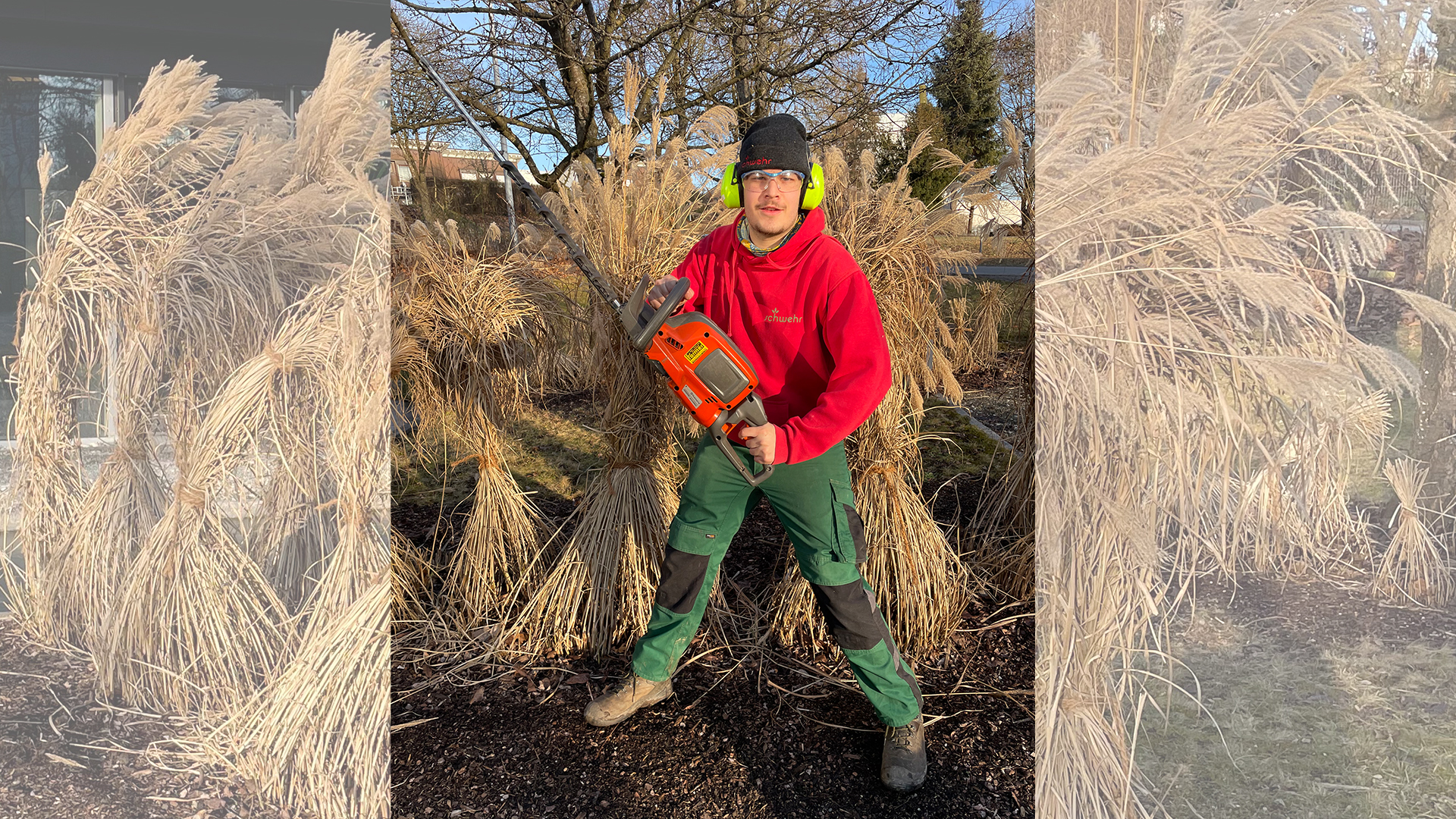 So pflegen Landschaftsgärtner*innen Chinaschilf richtig