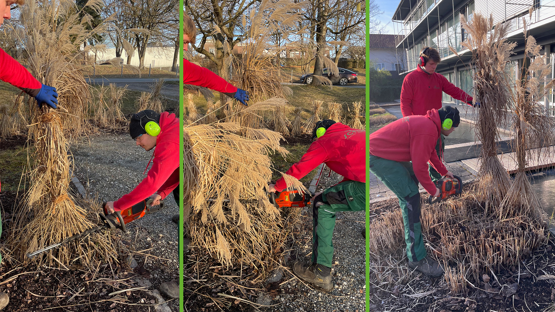 Rückschnitt von Chinaschilf 