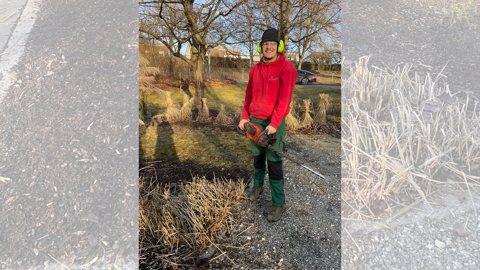 Miscanthus sinensis richtig zu binden und zu schneiden mit Eliah