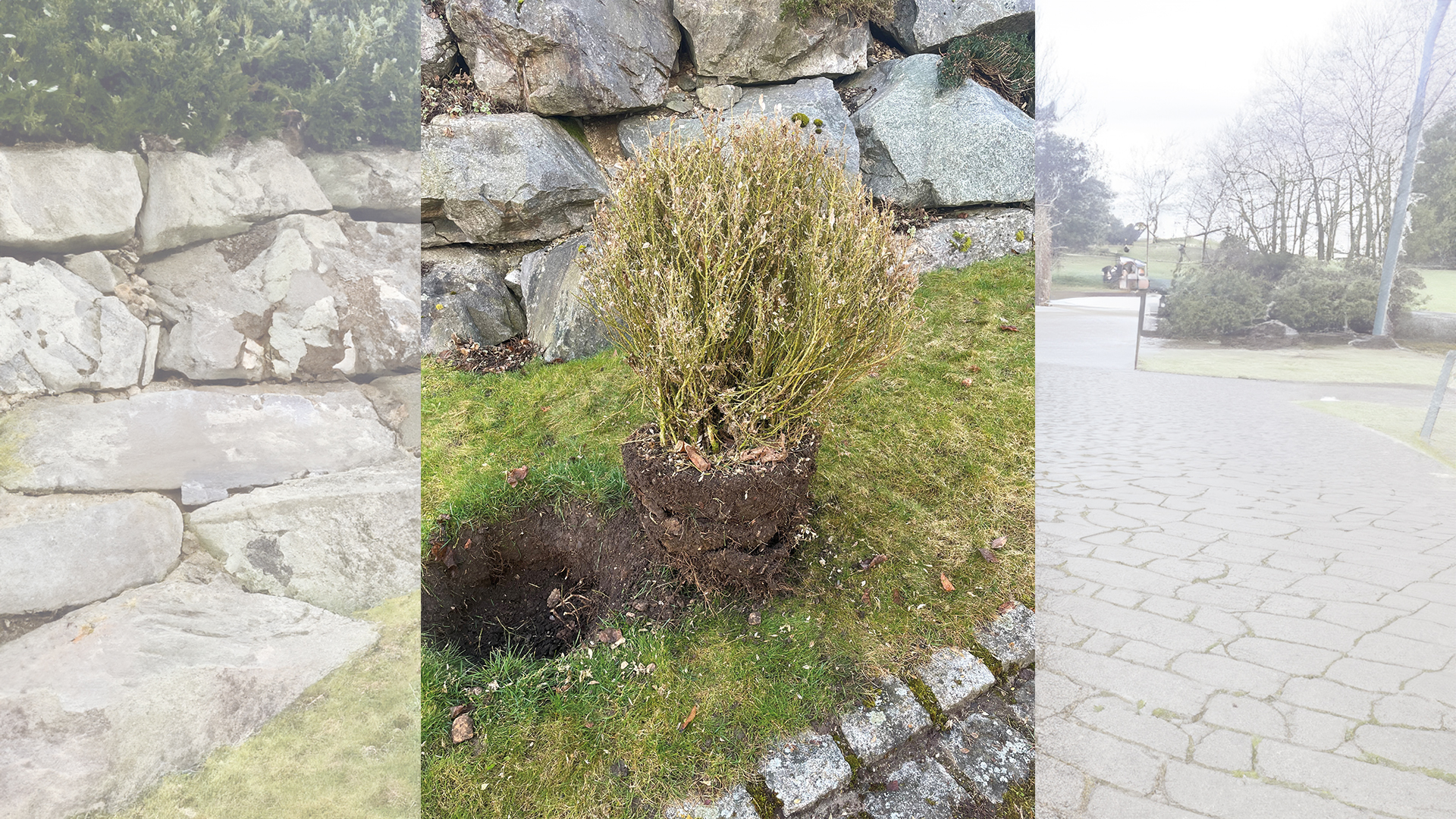 Buchsbaum wegen Zünzler entfernt