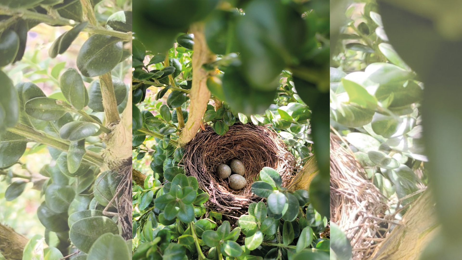 Nest im gesunden Buchsbaum