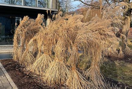 miscanthus-sinensis-schneiden-und-binden-