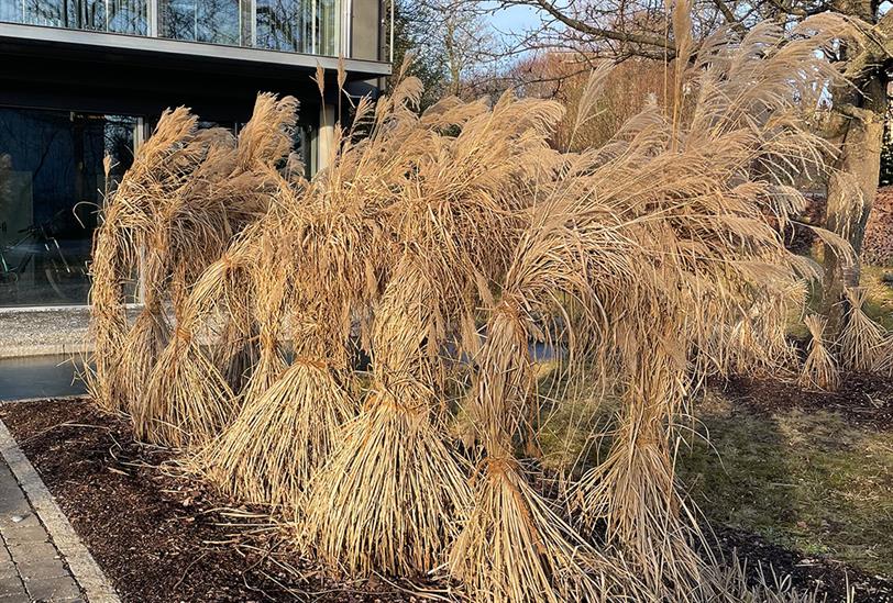 miscanthus-sinensis-schneiden-und-binden-