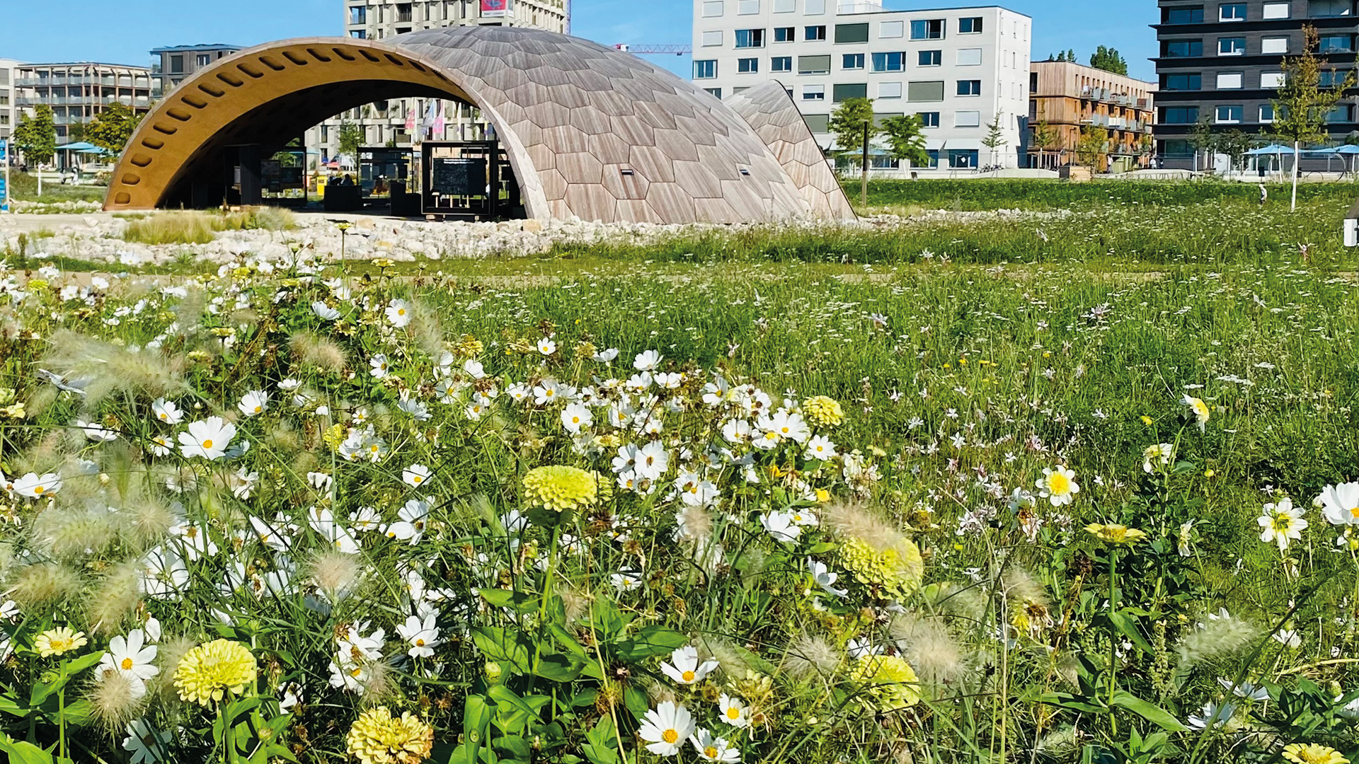 Eine wunderschöne, bunt blühende Blumenwiese – ein Paradies für Mensch und Tier