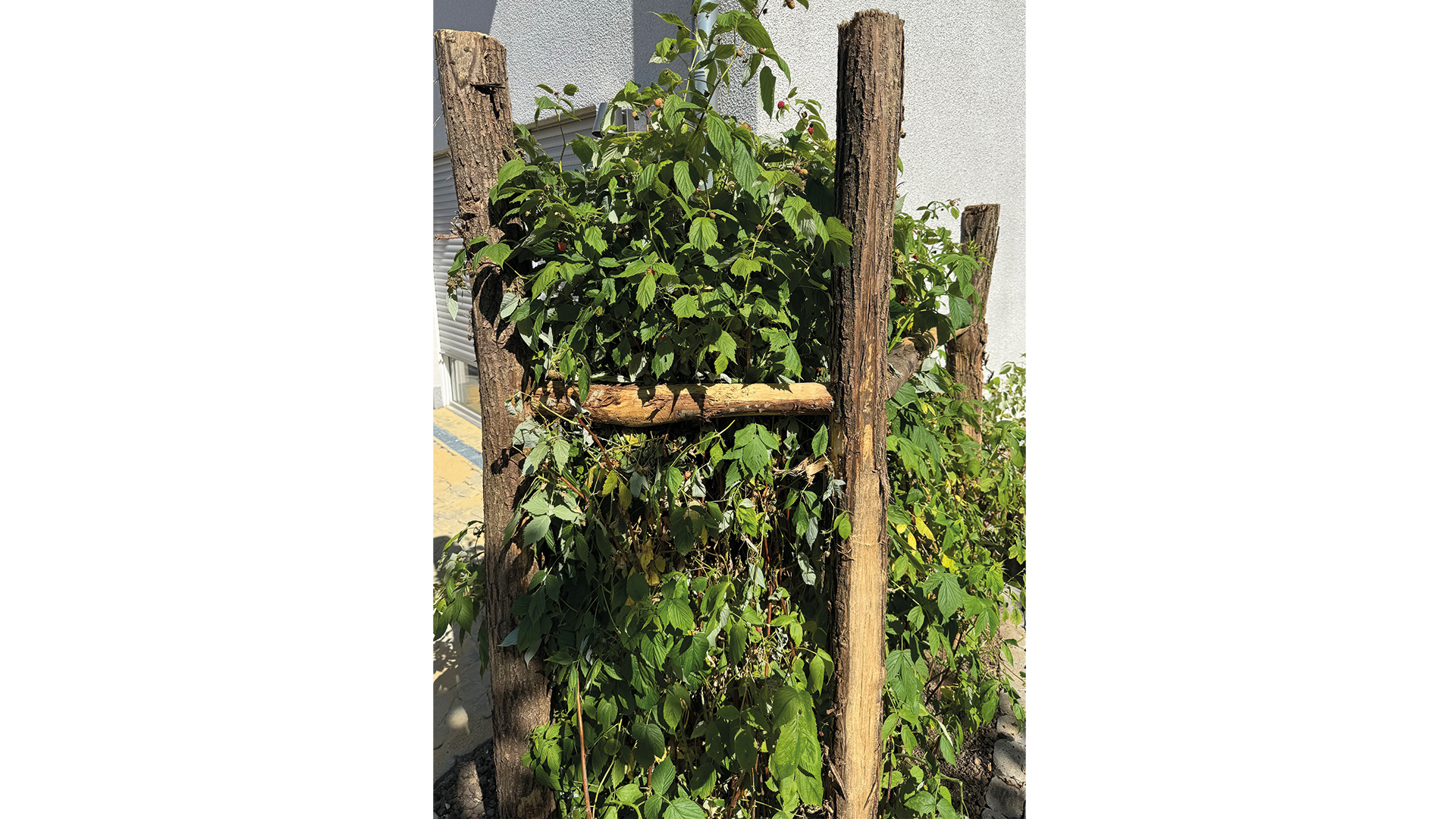 himbeerhecke-fuer-die-wildbienen