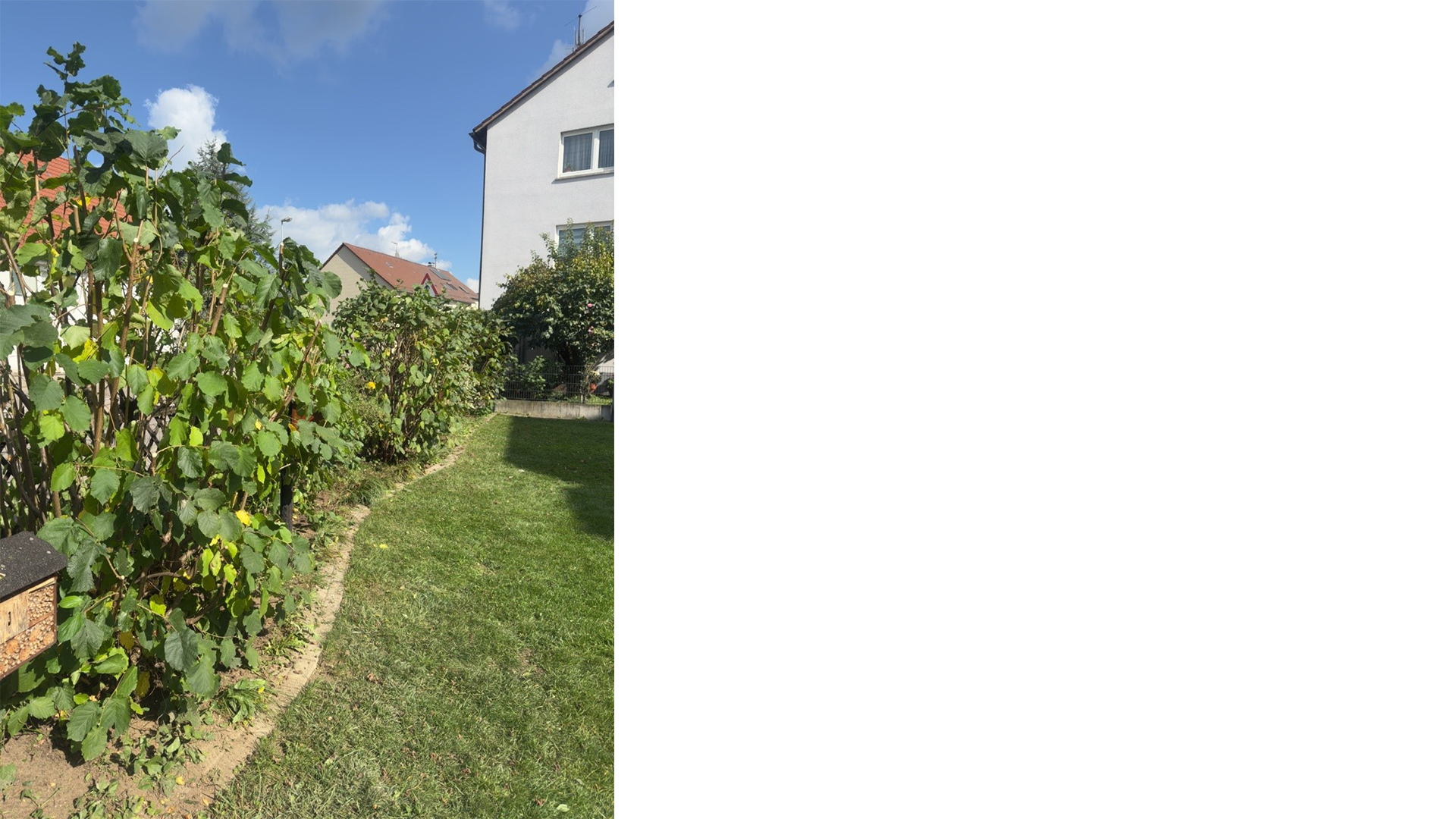 Zum Schluss habe ich den Strauch in Form gebracht – die zu langen Äste wurden auf Jungtriebe oder Knospen zurückgeschnitten.