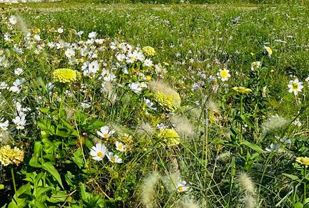 blumenwiese-statt-einheitsgruen