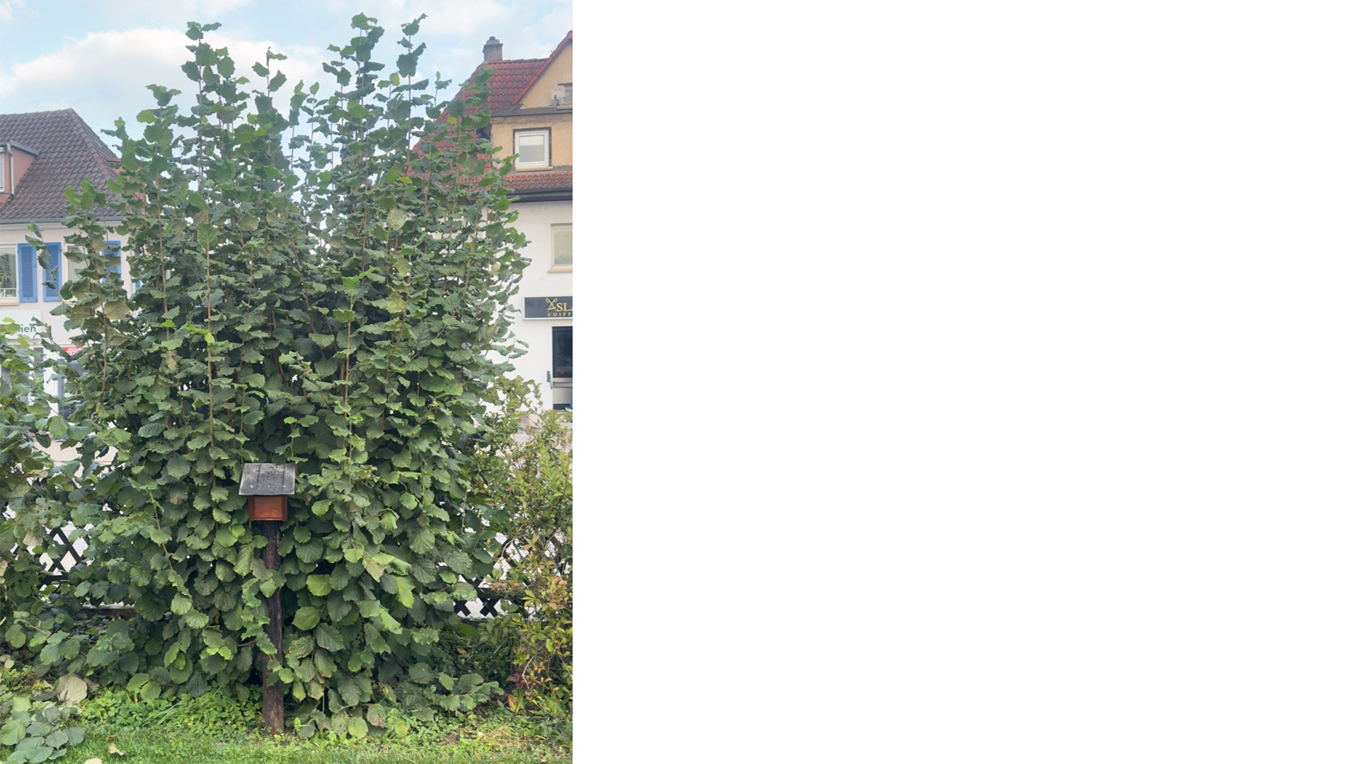 Haselnuss (Corylus avellana) vor dem Schnitt