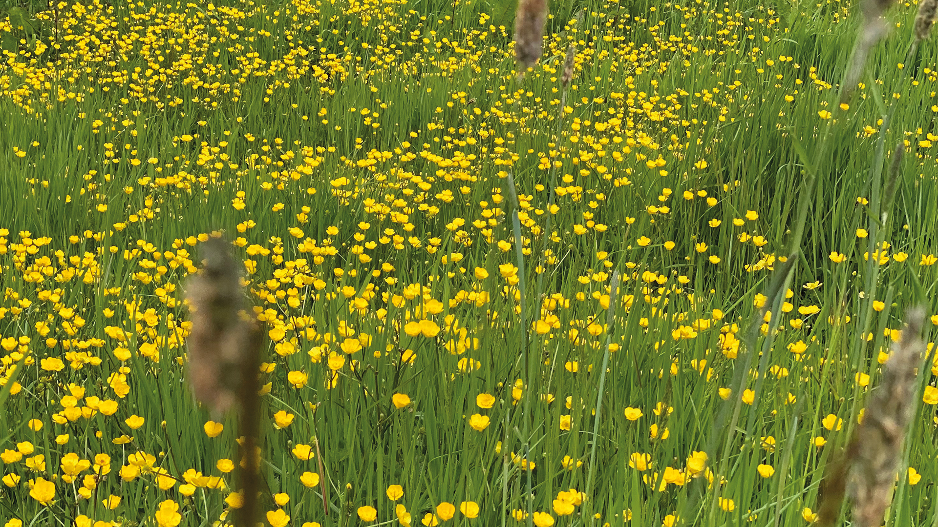 Blumenwiese statt Einheitsgrün