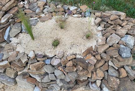 wildbienen-im-garten