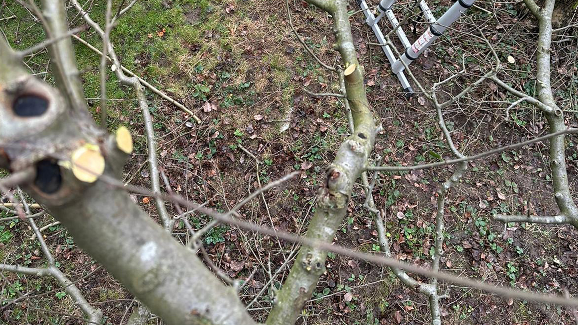 Obstbaumschnitt im Winter die inneren Augen