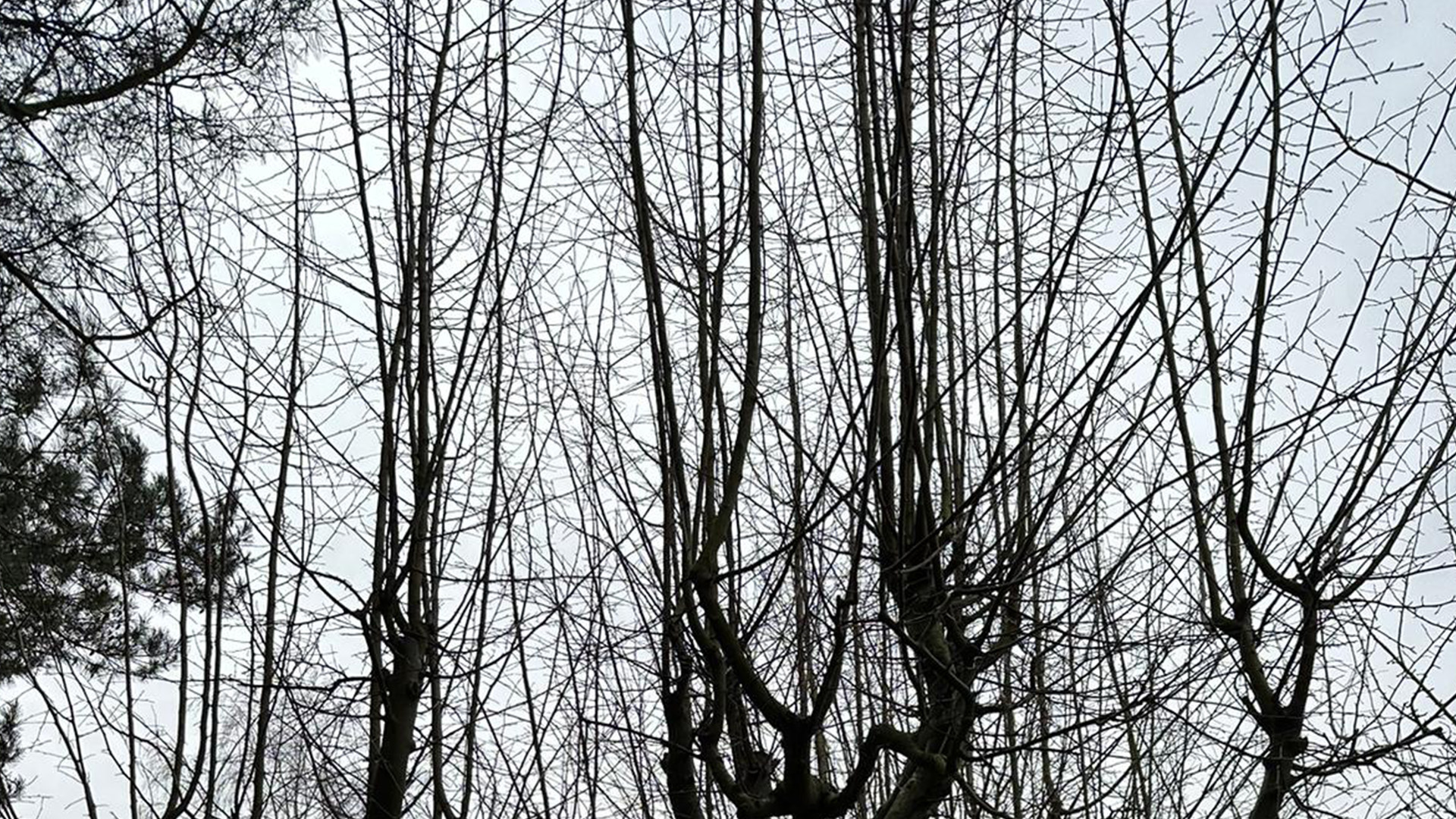 Obstbaumschnitt im Winter ungeschnittene Krone