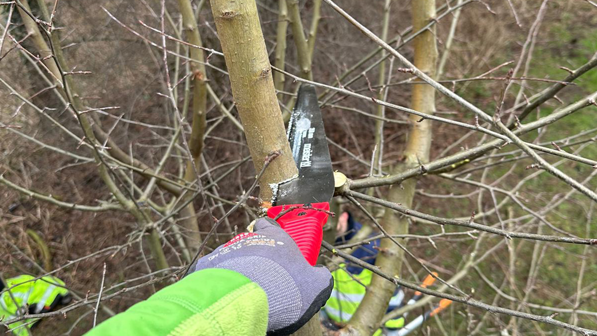 Obstbaumschnitt im Winter mit der Säge