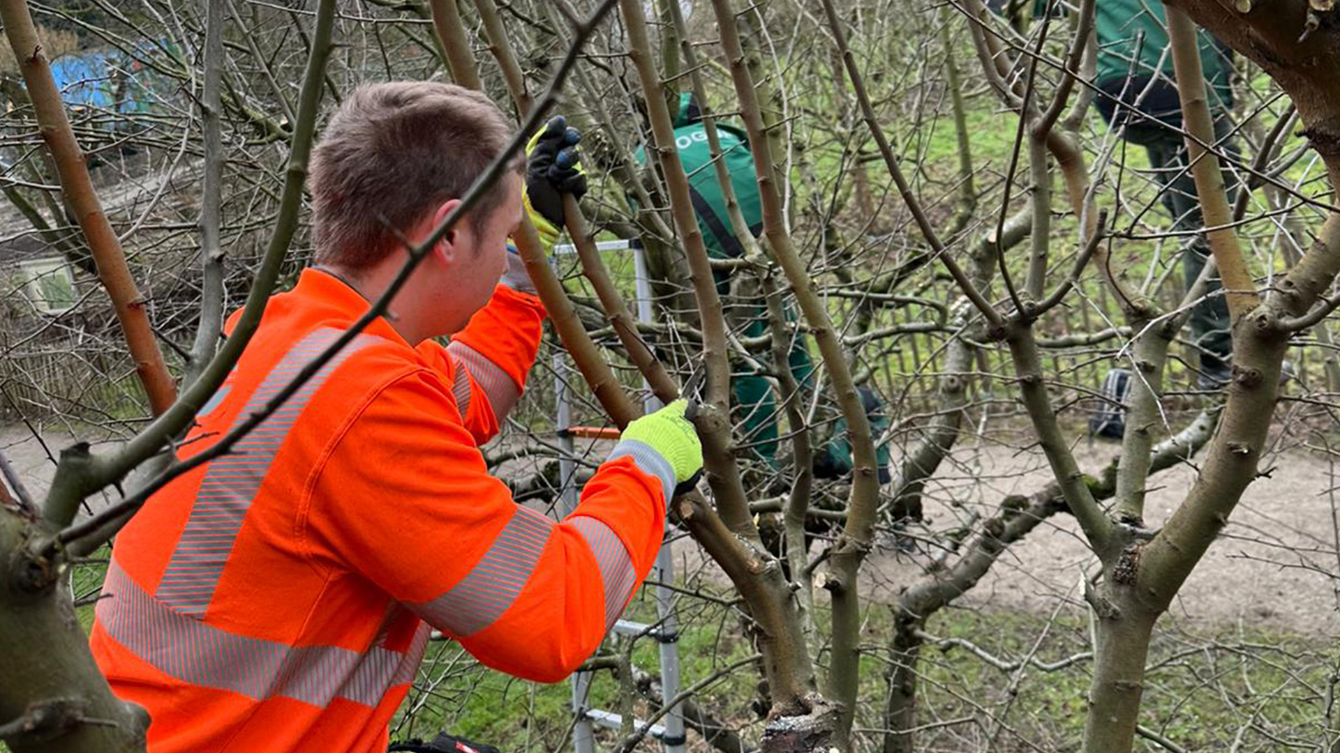 Obstbaumschnitt im Winter mit der Säge