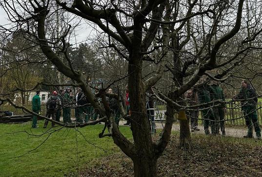 winterschnitt-beim-apfelbaum