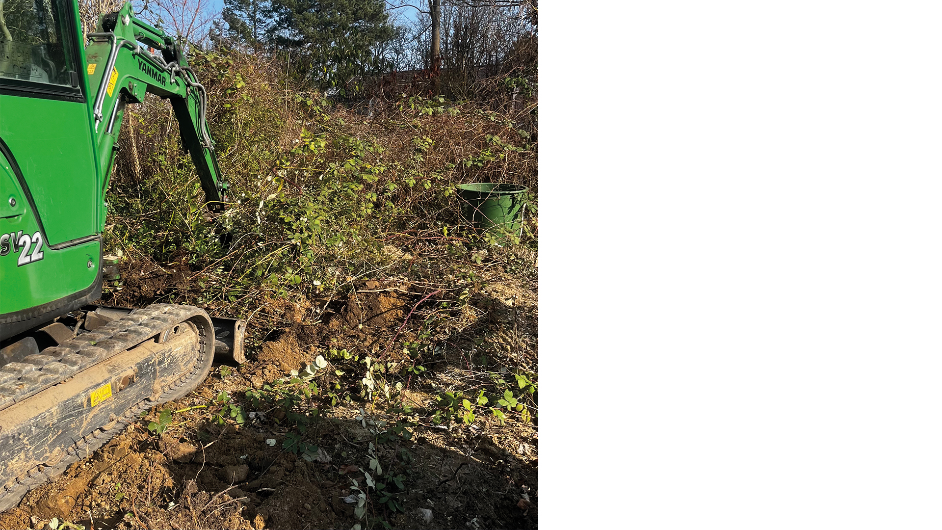 Bewucherung von der Fläche durch Brombeeren und anderen Pflanzen