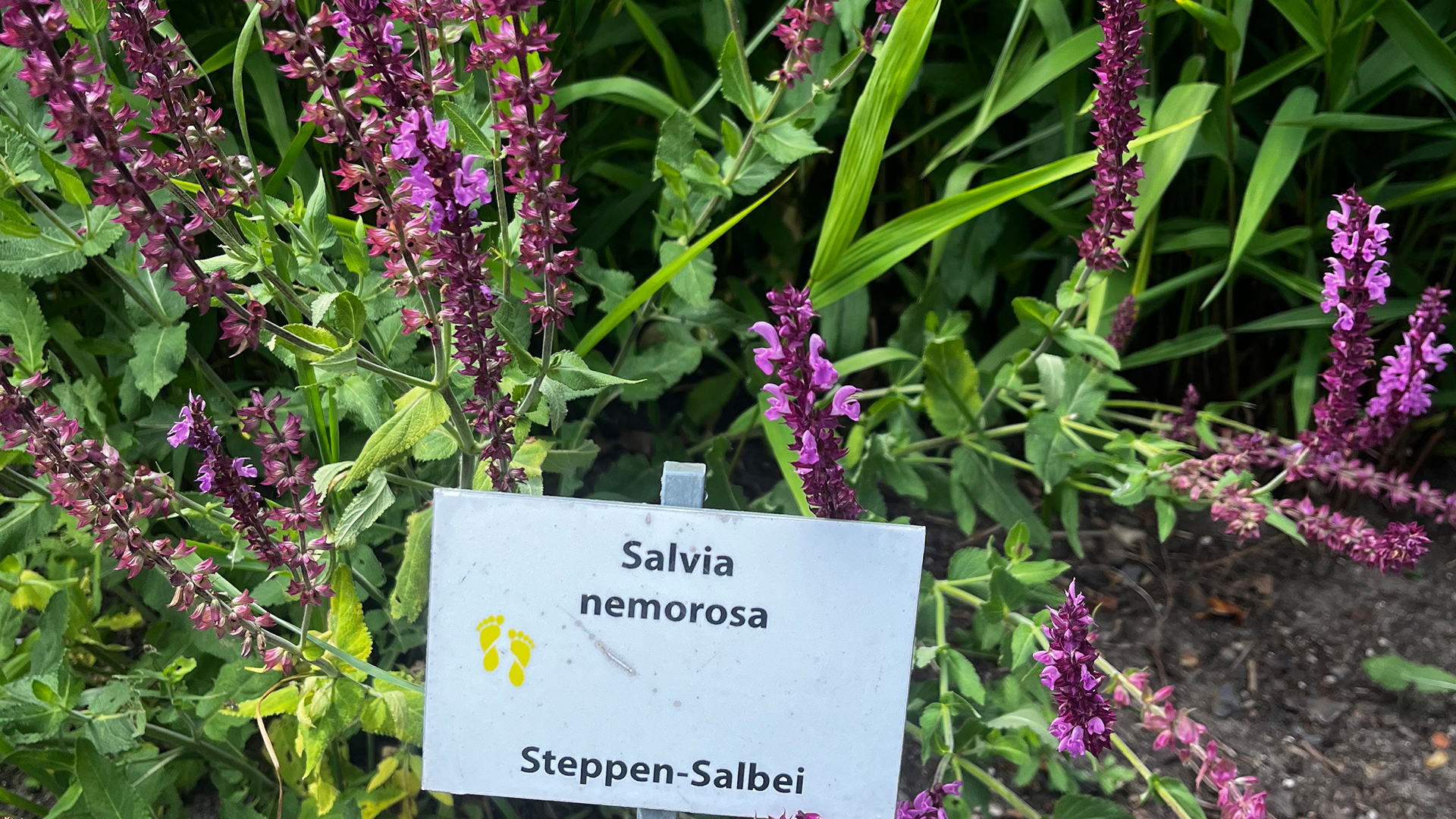 Salbei, salvia nenorosa