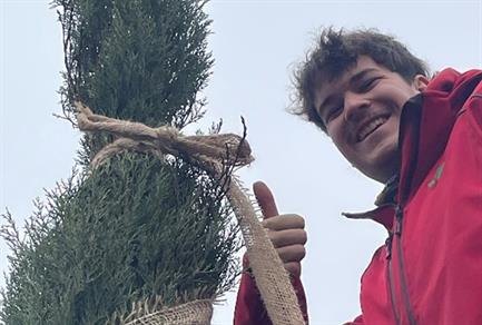 mittelmeer-zypresse-in-form-bringen