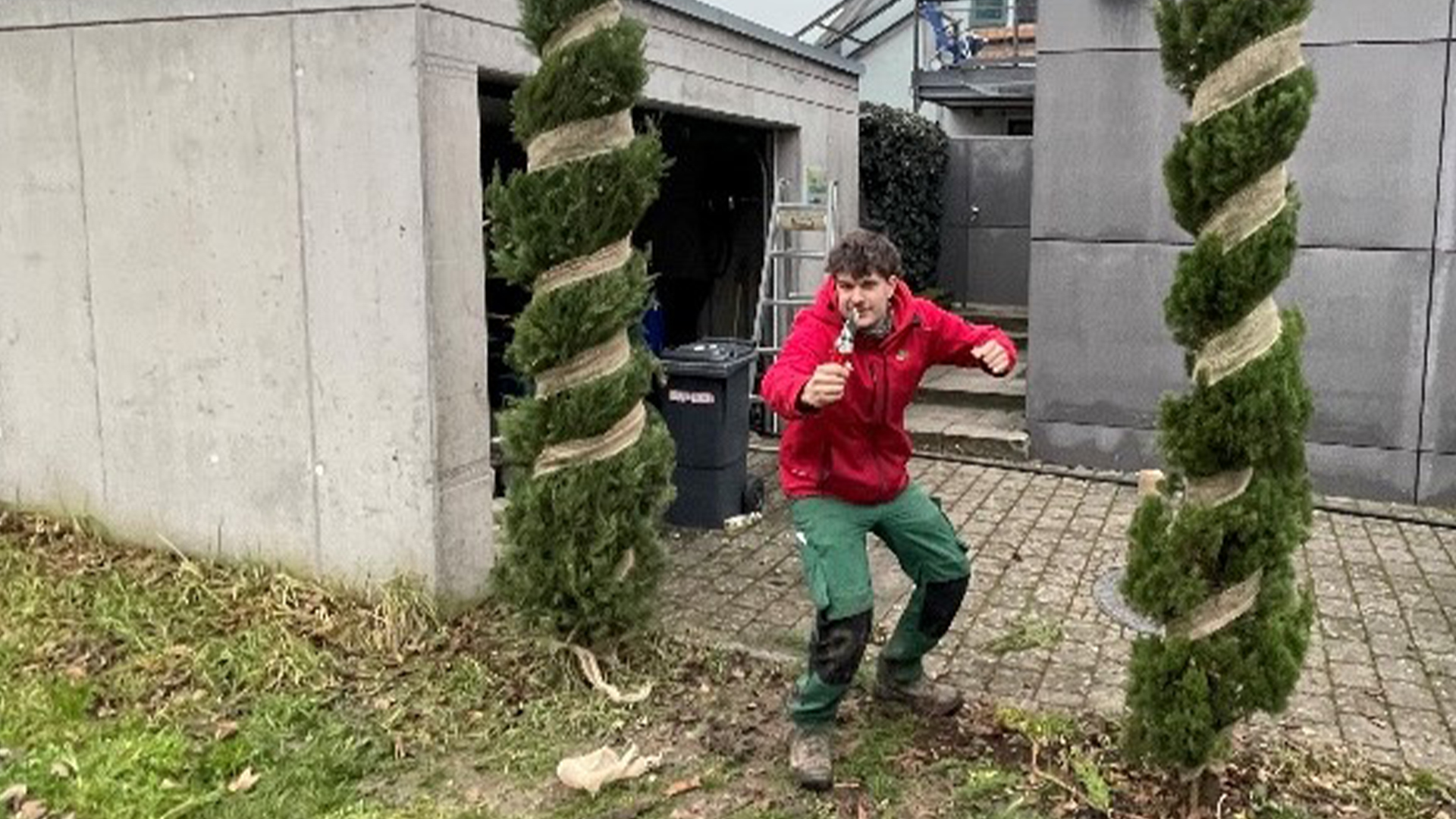 Zusammengebundene Zypresse