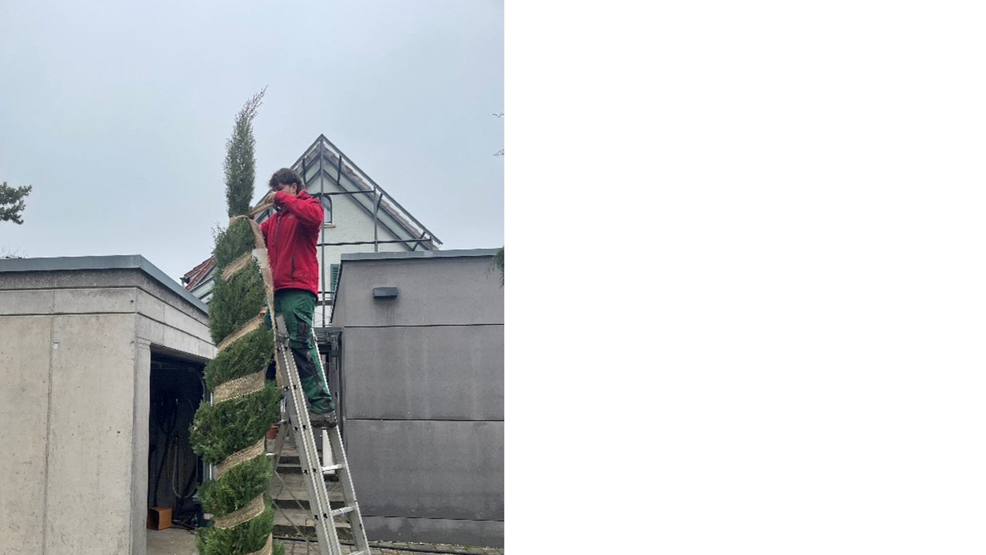 Das Juteband wird bis nach oben angebracht an der Zypresse