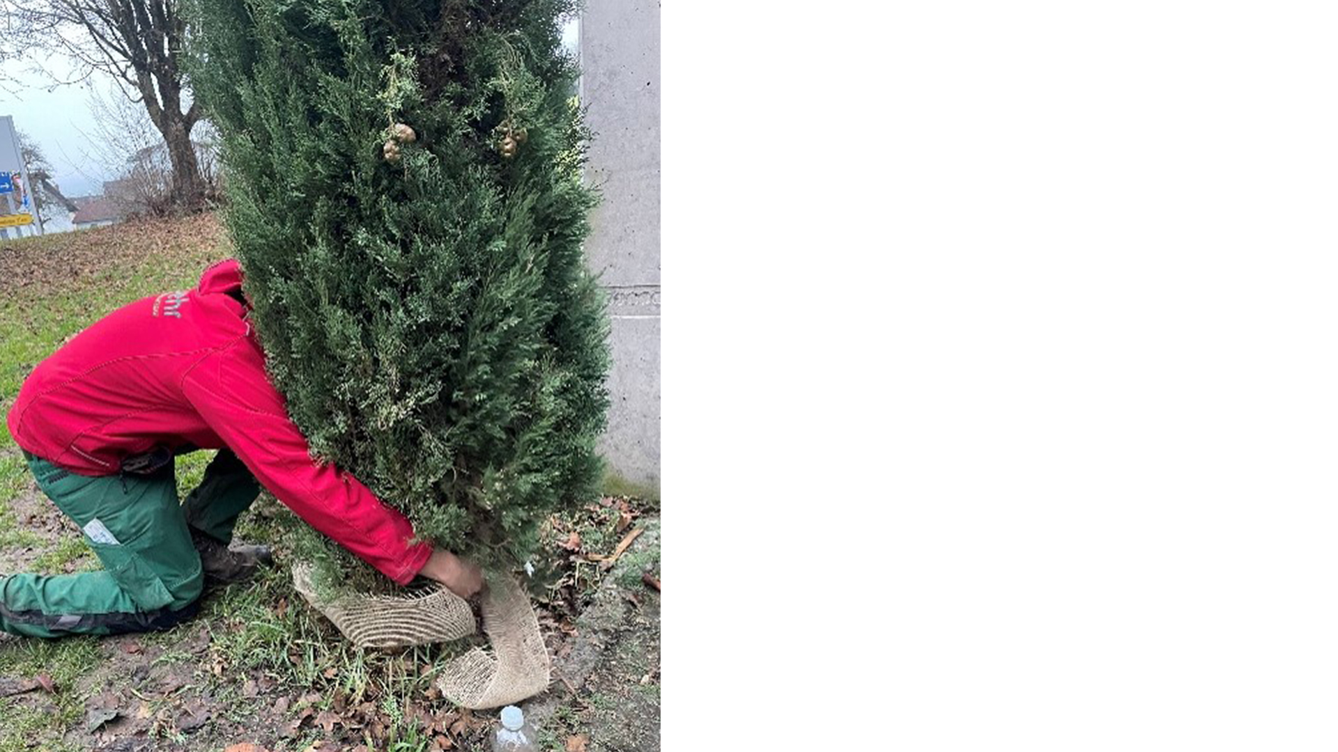 Das Juteband wird von der Mittelmeerzypresse von unten angebracht