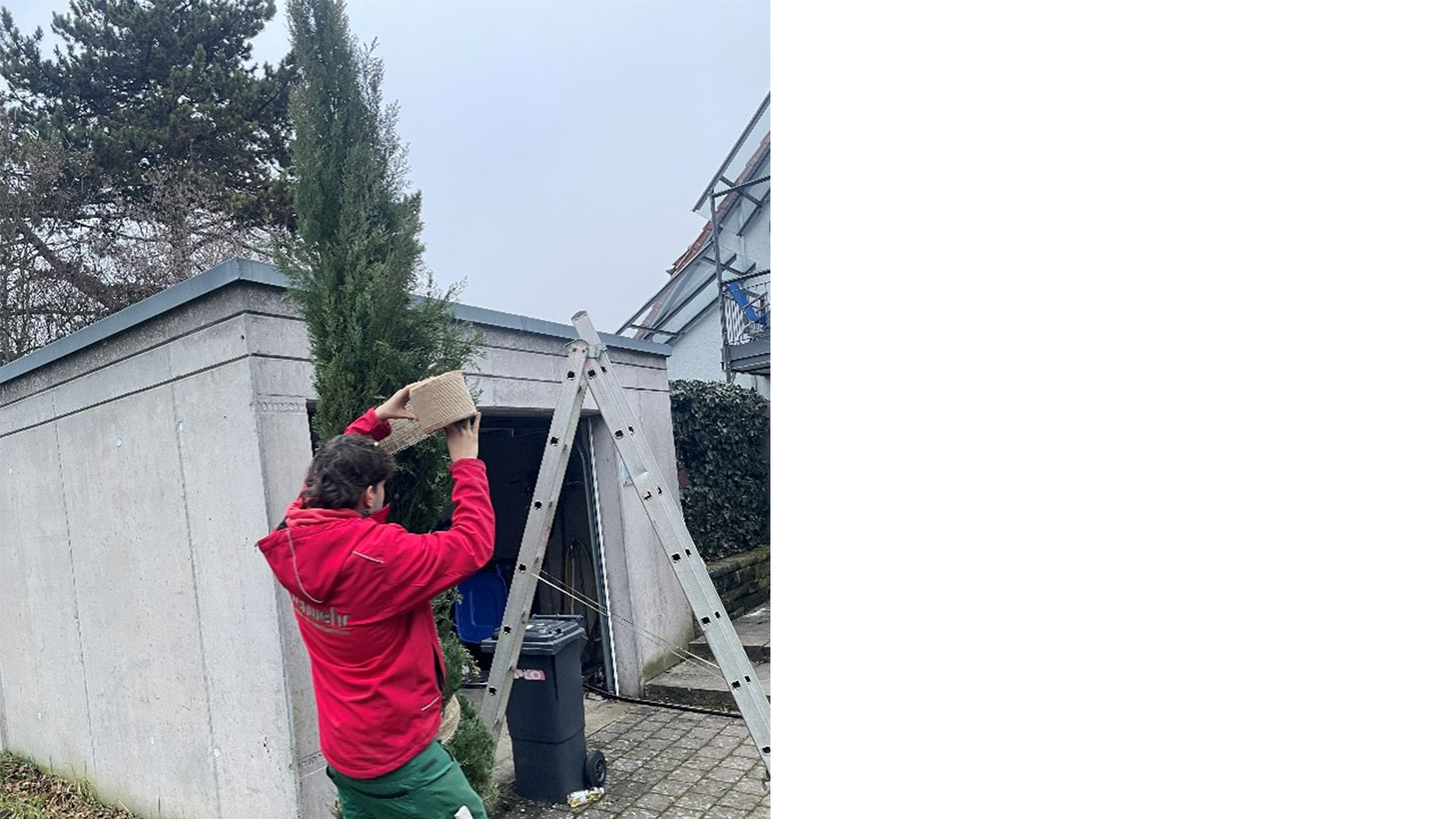 Zypresse mit Juteband