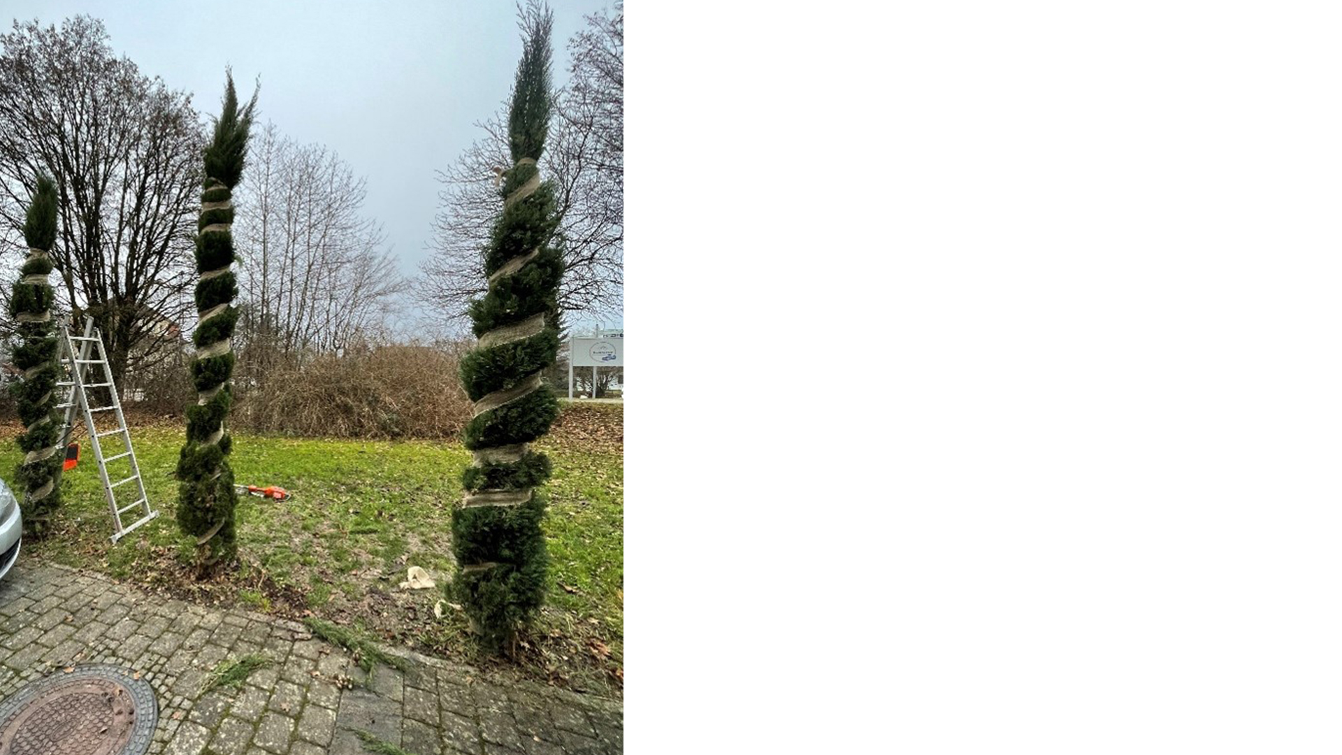 Zypressen mit Juteband