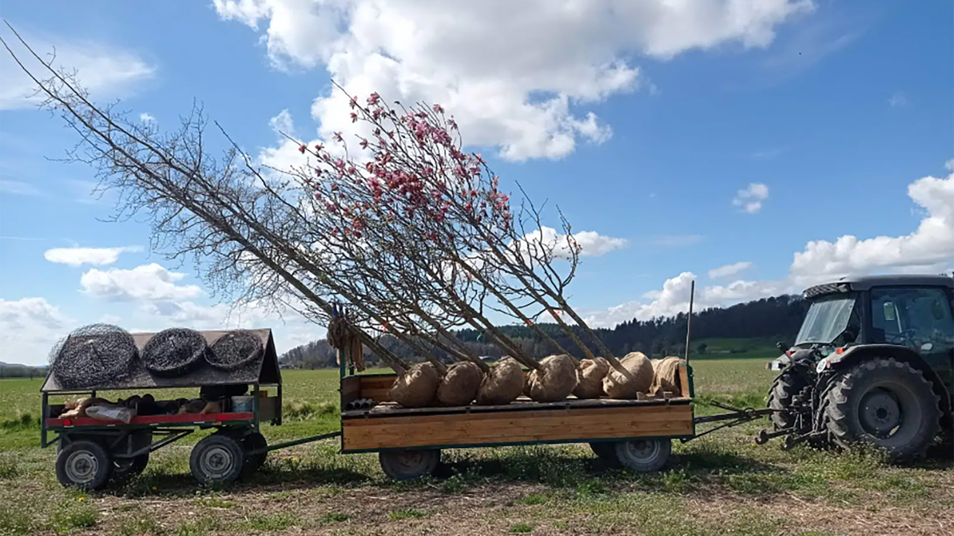 Mithilfe einer Ballengrabmaschine Bäume herausnehmen