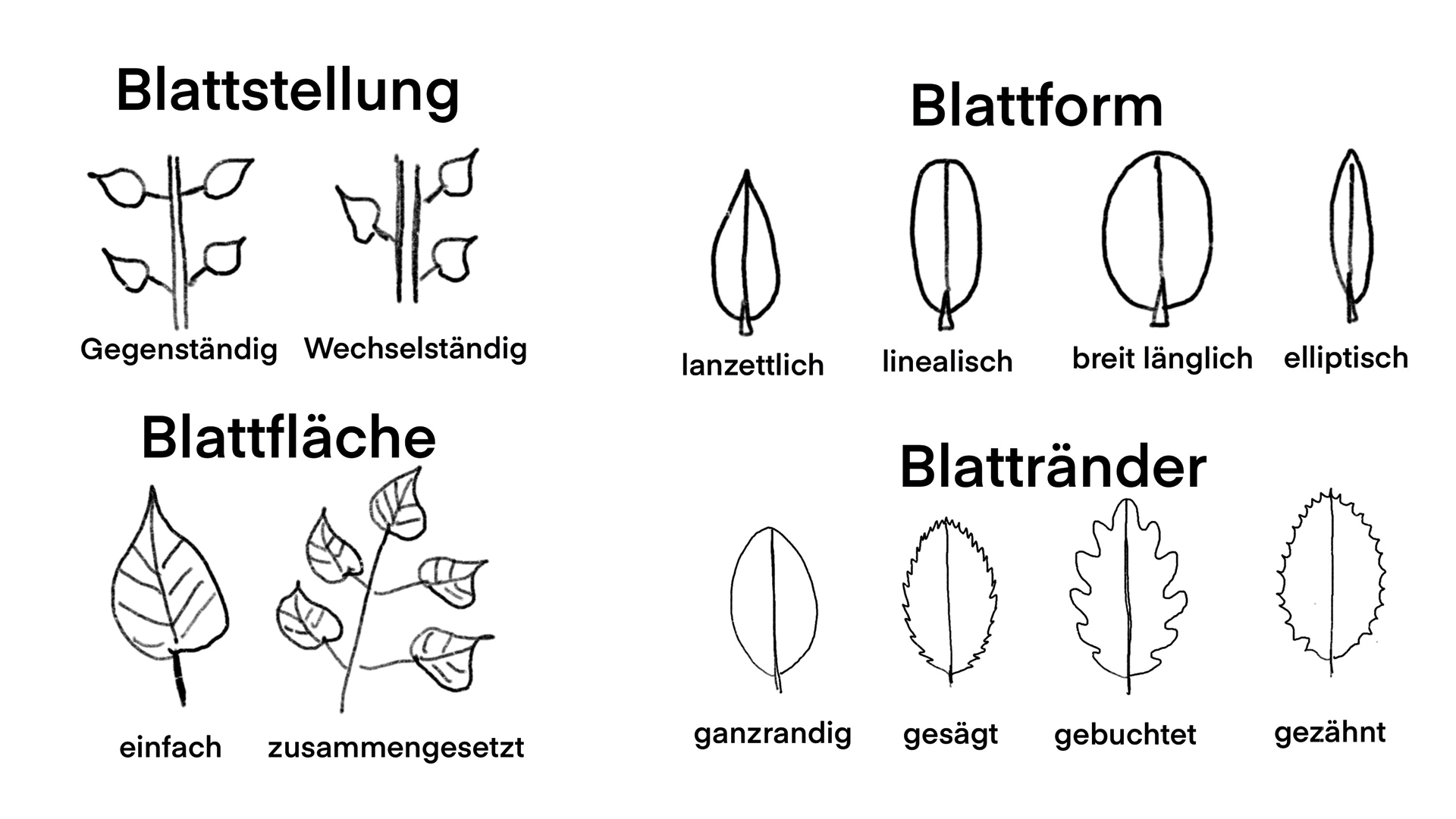 Gehölze erkennen anhand der Merkmale