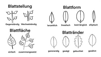 Gehlze raten oder bestimmen? - Robert Creutz