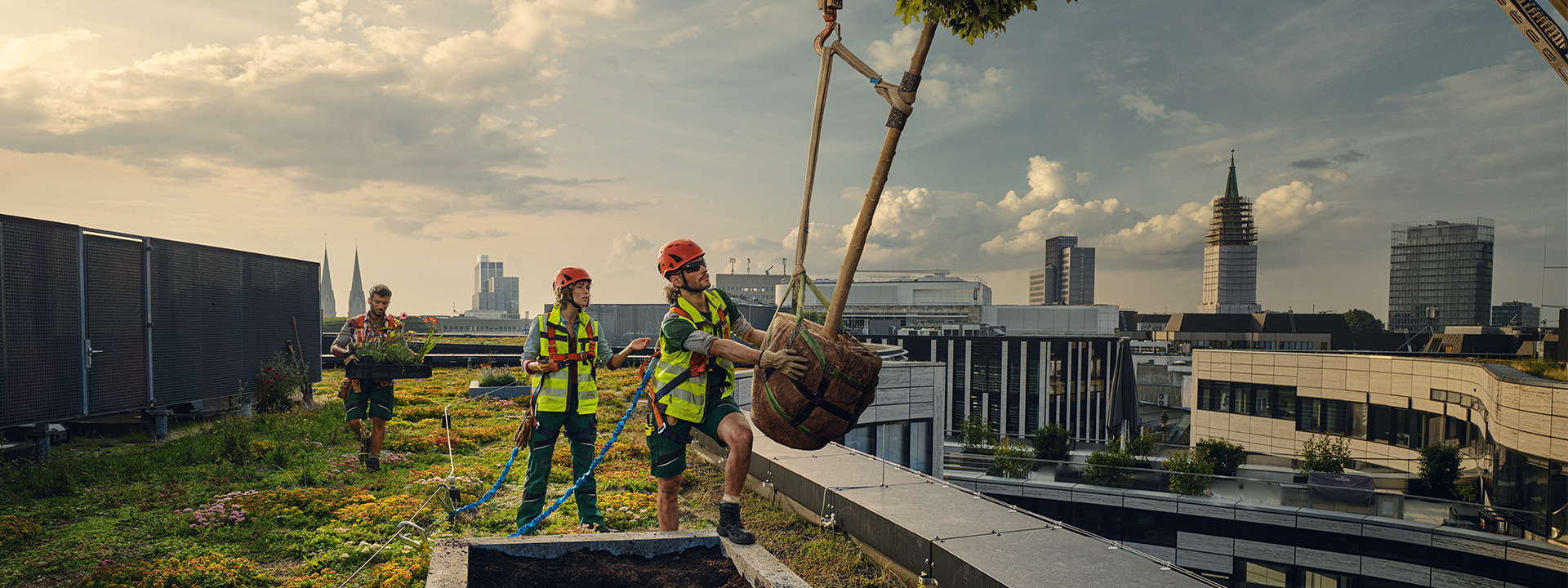 Landschaftsbau Challenge: klimafitte Städte Titelbild Motiv Dach