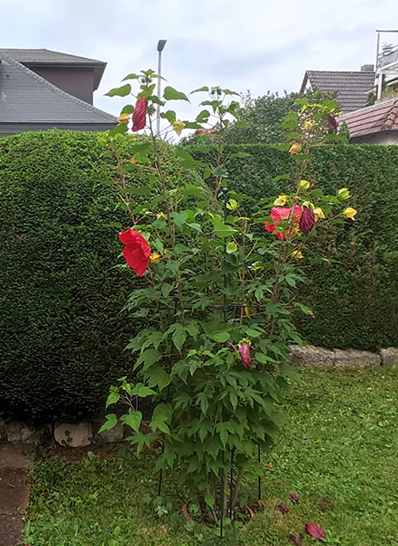 Hecken als eine Alternative zu Zäunen und Mauern