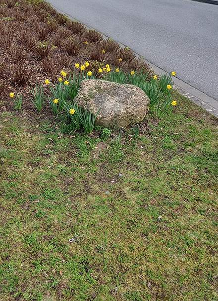Tulpe, Krokus und Narzisse